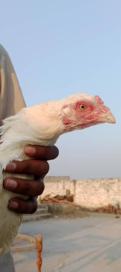 White Aseel heera breader pair