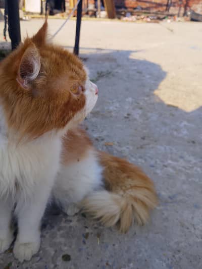 A Persian male cat for sale