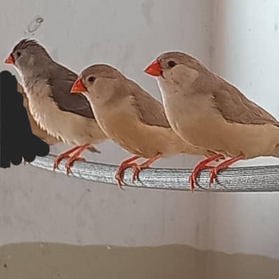 Zebra Finches Available Mutation and Common