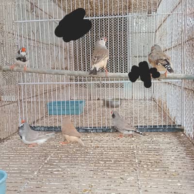 Zebra Finches Available Mutation and Common