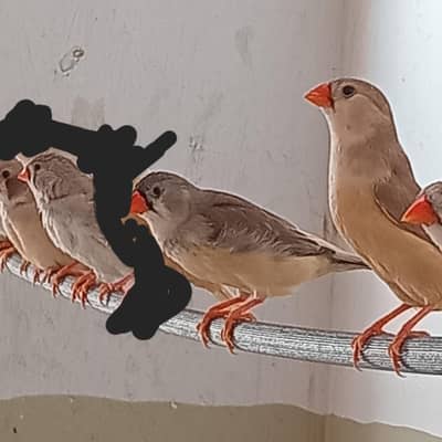 Zebra Finches Available Mutation and Common