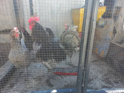 Australorp 1 Male 4 Female hens