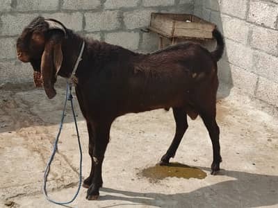 Nagra Goat /Qurbani Goat | Bakra | Sheep | bakra / بکرا / desi goat
