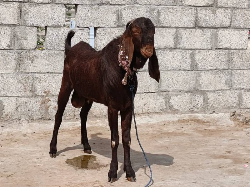 Nagra Goat /Qurbani Goat | Bakra | Sheep | bakra / بکرا / desi goat ...
