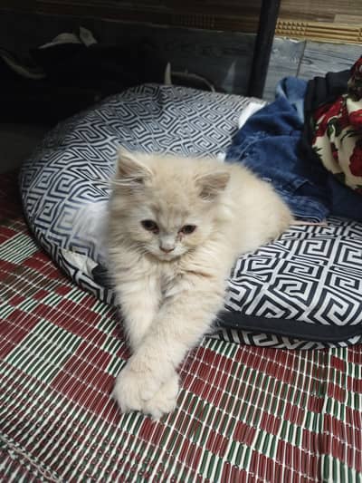 BEAUTIFUL PERSIAN KITTEN CAT 