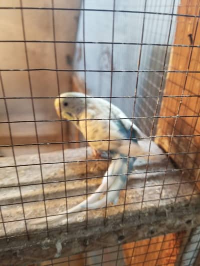 2 Pairs of Budgies  . . Breeder pairs Helathy n active