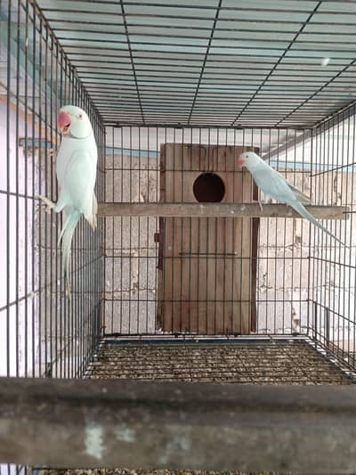 Blue Palled breeder RinGneCk pair