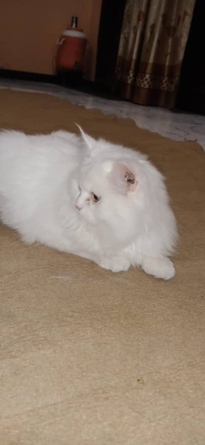 White cat for sale persian cat Bili for sale