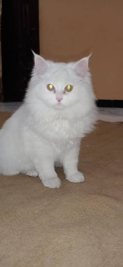 White cat for sale persian cat Bili for sale