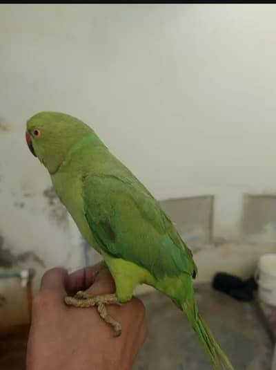 sell Hand tame parrot