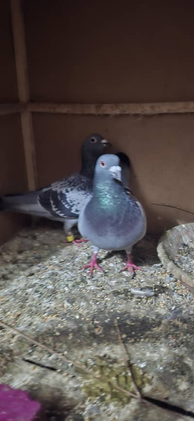 fancy pigeon