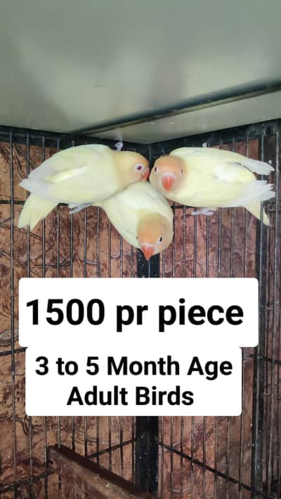 cockatiel, love bird