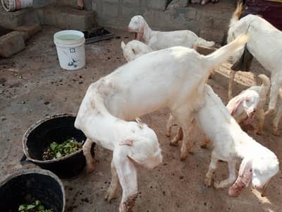 Rajanpori gulabi wait eyes gots