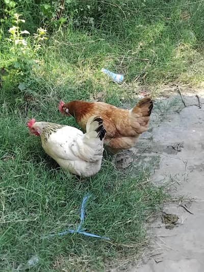 Desi Golden Eggs lying Hens For Sale
