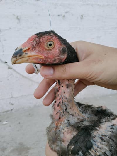 Mianwali High quality Old blood line