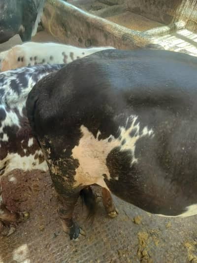 khira bachra 8 mahina k h   call 03700957429