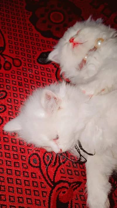 Persian kittens Blue eyes pure persian kitten (contact me on whatseye