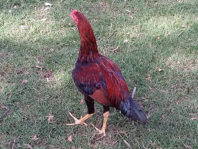 urgent sale contact with me what's app