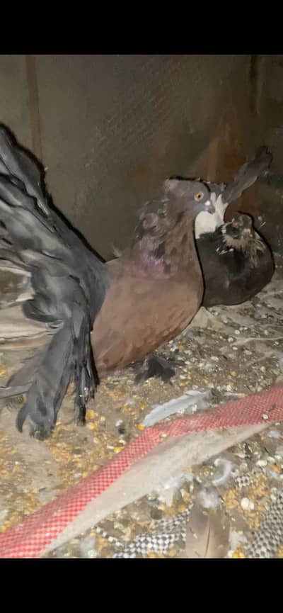 American faintail huge ful size breder pair rate mein kami ho jae gi