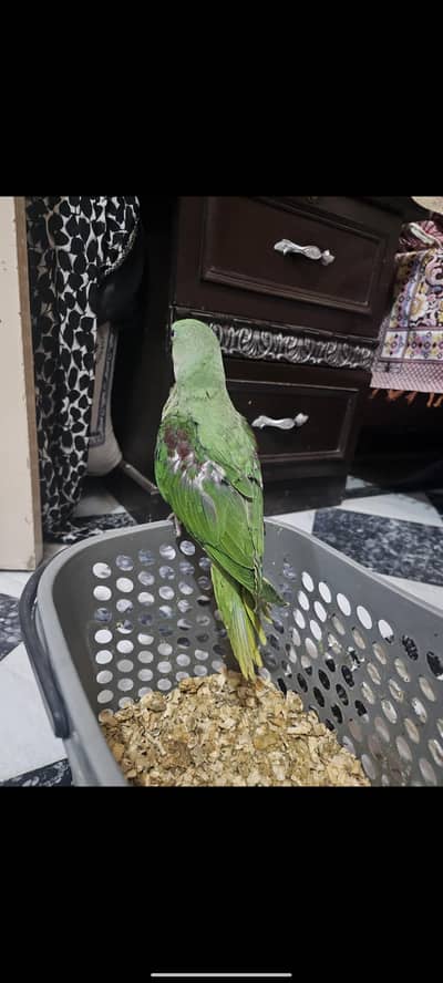 raw parrot