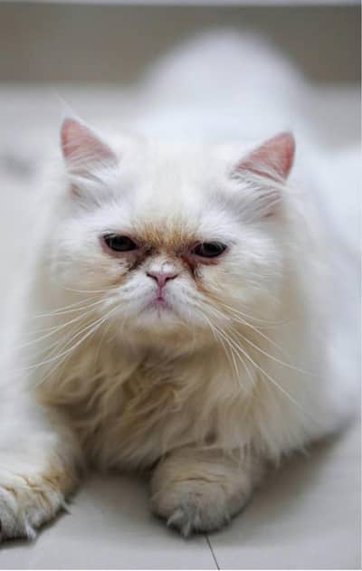 extremely punch to piki face breeder male cat