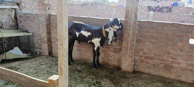 4dant qorbani 2026 achy bakry heavy wazn waly