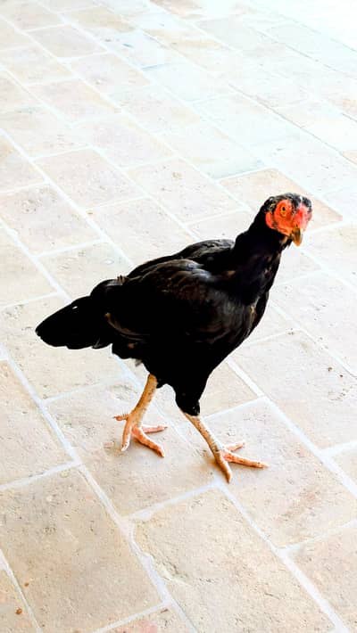 High Quality Lasaani Maadi for Sale