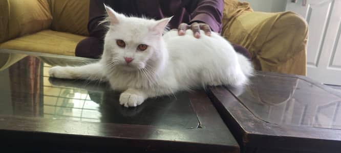 Persian cats pair long coat white colour