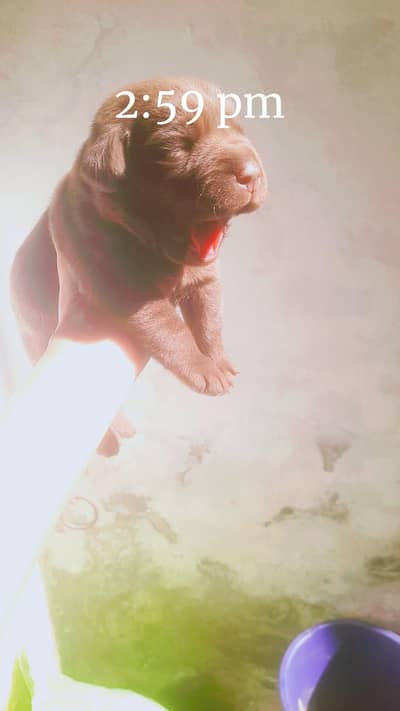 Labrador puppies chocolate