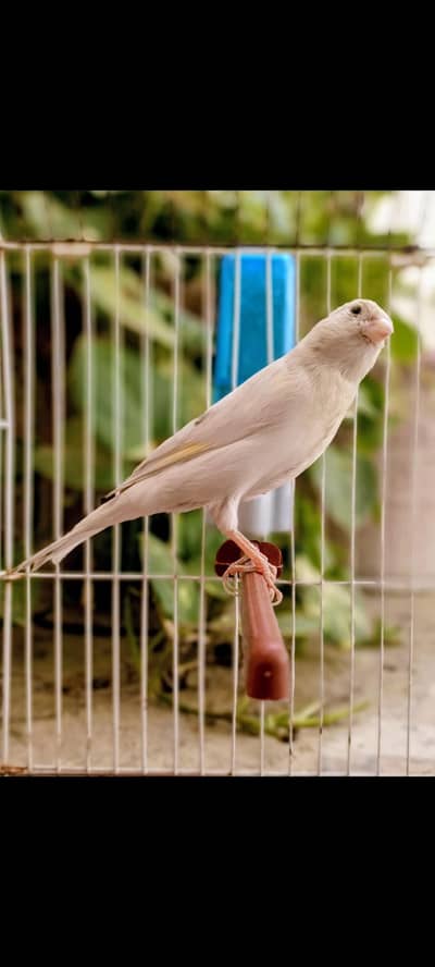 OUT CLASS GLOSTER CANARY BREEDER PAIR FOR SALE