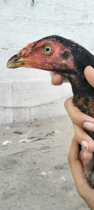 Mianwali old bloodline high quality