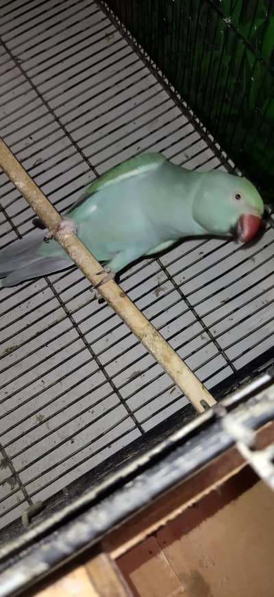 Blue Ringneck / Blue Ringneck Breeder / Blue Female