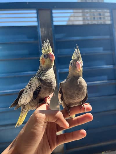 Quality Handtamed Pair Cocktails For Sale Abhi Aao Abhi Lejao