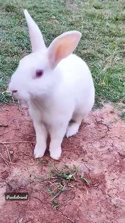 3 pieces only in 2000 breeding rabbits