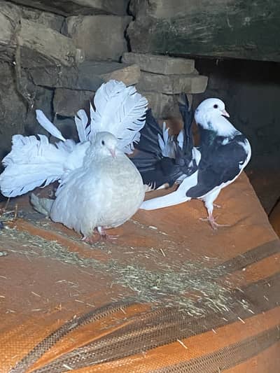 American cross female or English male breeder pair 03115733578