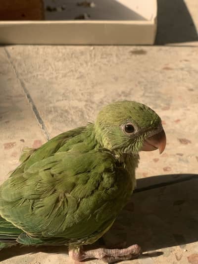 Baby parrot
