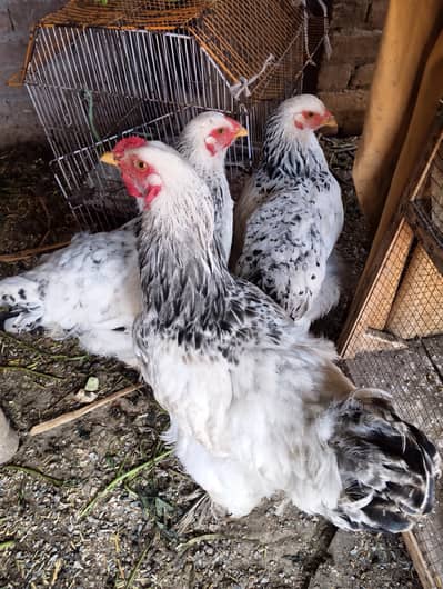 I want to sale royal barma trio for sale