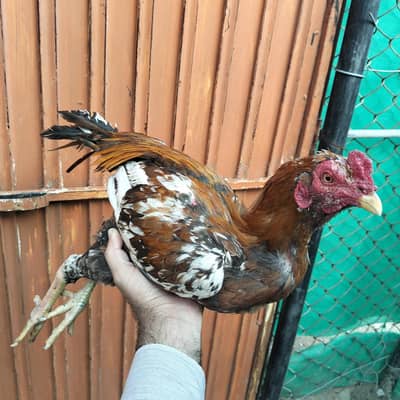 Aseel Mrgha or Aseel murghi