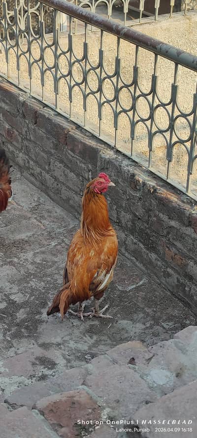 1 desi 2 cross but pure