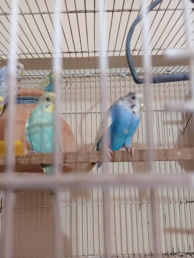 Australian Parrot pairs and chicks