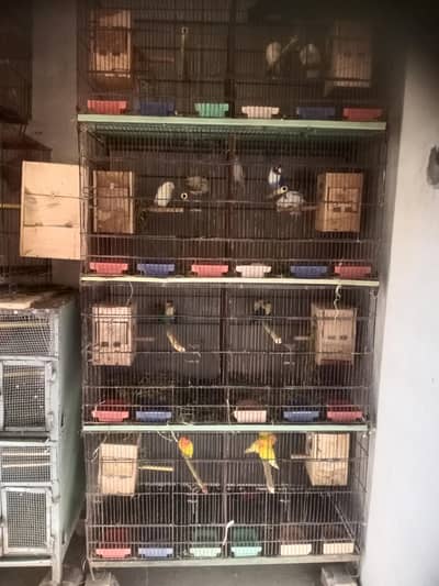 love birfs with cage