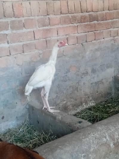 Quality hera aseel patha for sale