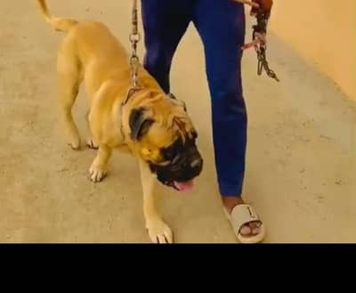 Rabta Number 03055863735 City  saraialamgir Village pahirwal patan wal