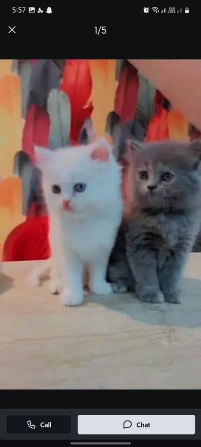 Persian cat for sale male or female my WhatsApp 3314372136