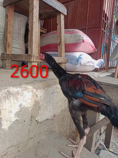 Aseel patha age 4 months