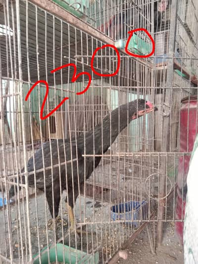 Aseel patha age 4 months