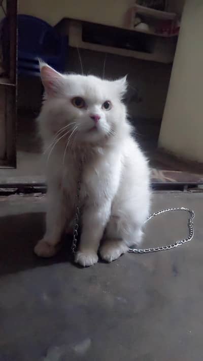 Cat | Persian Cat | Persian Kittens | White Kittens