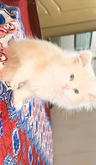 persian cat