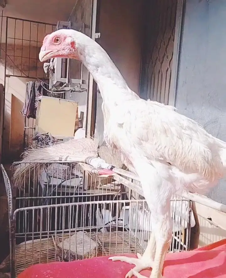 White  chicks aur  Black shamo chicks /Shamo AseelOh shamo | shamo egg — photo 4