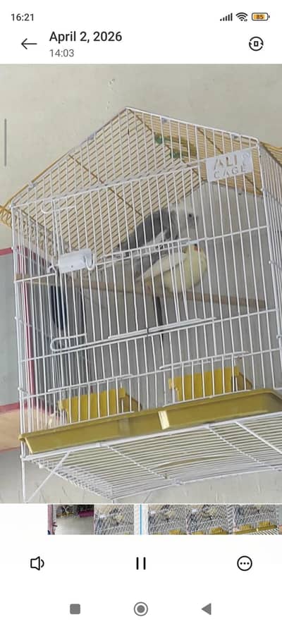 breeder pair . . and one handtame